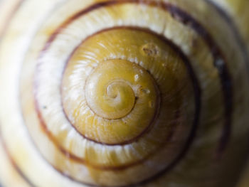 Close-up of snail