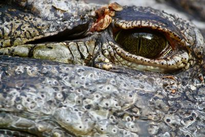 Close-up of a turtle