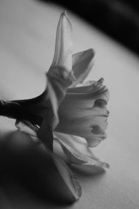 Close-up of rose on table at home