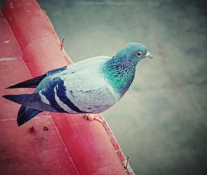 Close-up of bird perching