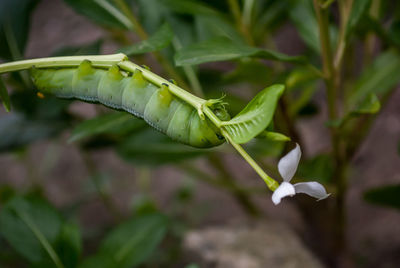 Close-up of carterpillar eat  white flowering plant