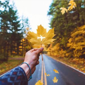 Person holding maple leaves