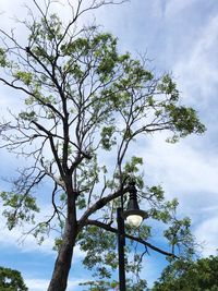 Low angle view of tree against sky