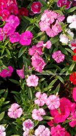 Pink flowers blooming outdoors