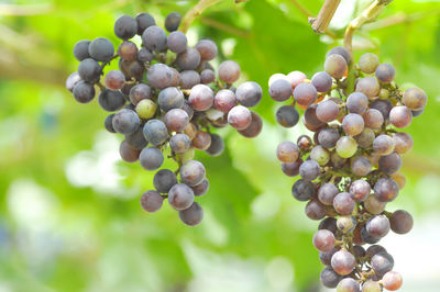 Close-up of grapes growing in vineyard