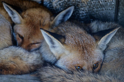 Close-up of foxes resting indoors