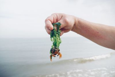 Cropped hand holding crab over sea against sky