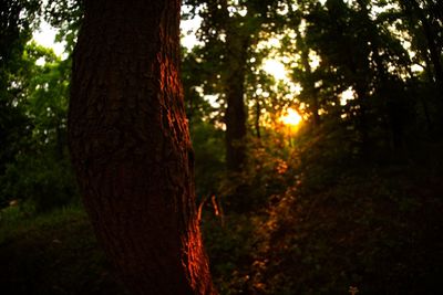 Trees in forest during sunset