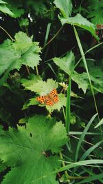 Close-up of butterfly on plant