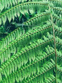Full frame shot of green leaves