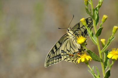 Close-up of butterfly perching on yellow flower