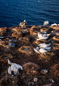 Scenic view of sea shore