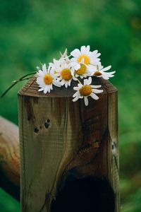 Close-up of white flowers on wooden post