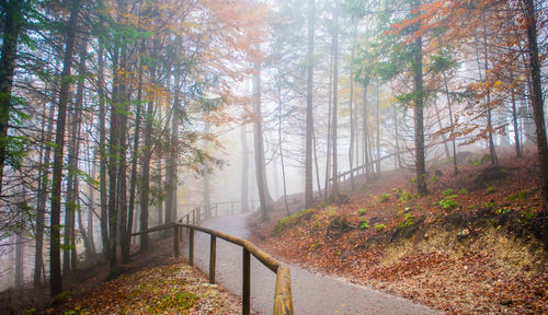 View of pine trees in forest during autumn