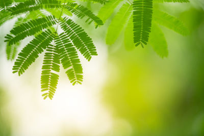 Close-up of leaves on tree