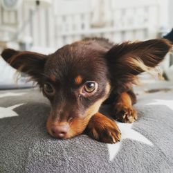 Close-up portrait of a dog