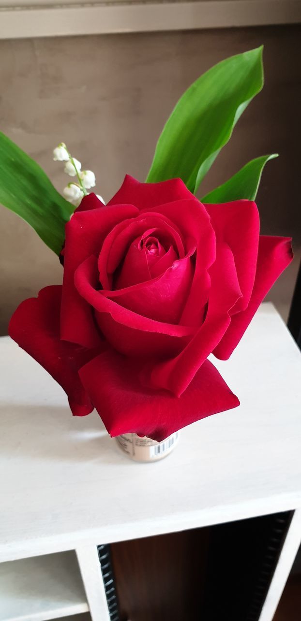 CLOSE-UP OF RED ROSE ON PLANT