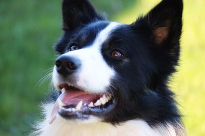 Close-up of dog looking away