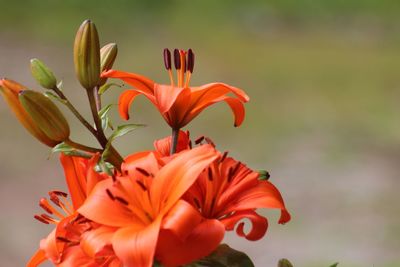 Close-up of orange day lily blooming outdoors