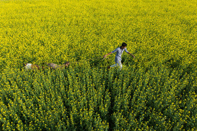 Full frame shot of yellow flowering plants on field