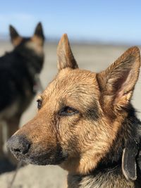 Close-up of a dog looking away