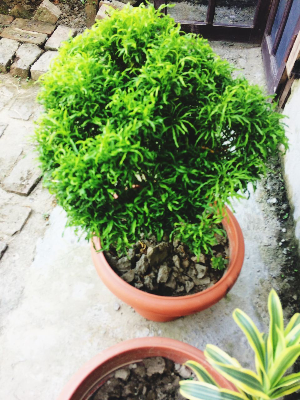 HIGH ANGLE VIEW OF POTTED PLANTS IN YARD