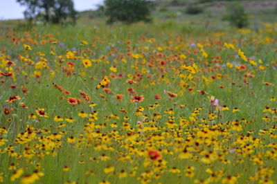 Close-up of yellow flowers growing in field