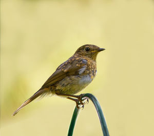 Close-up of bird perching on branch