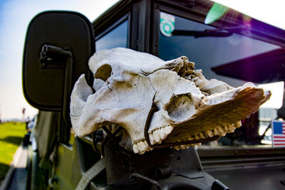 Close-up of animal skull on car
