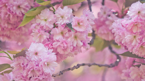 Close-up of pink cherry blossoms