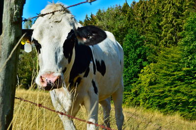 Cows standing in field