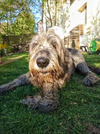 Close-up portrait of dog on grass