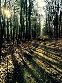 Road passing through forest