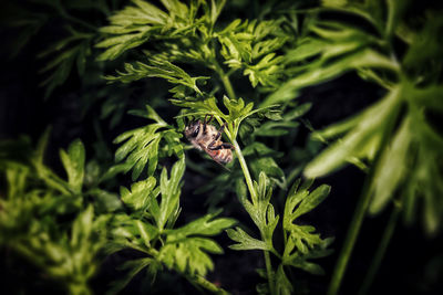 Close-up of insect on plant