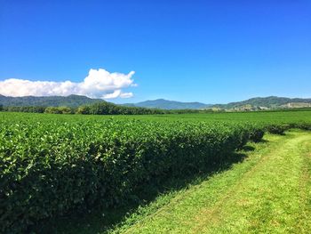 Scenic view of field against blue sky