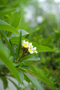 Close-up of insect on plant