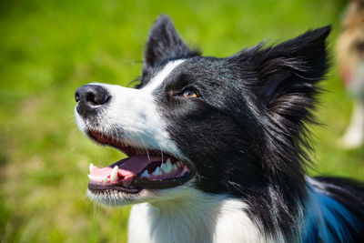 Close-up of dog looking away