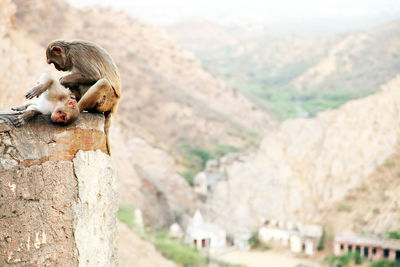 Monkeys sitting on retaining wall at temple