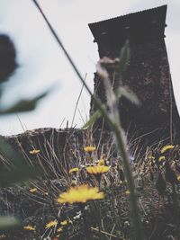 Plants against sky