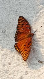 High angle view of butterfly on leaf