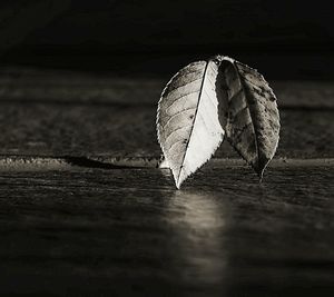 Close-up of leaves