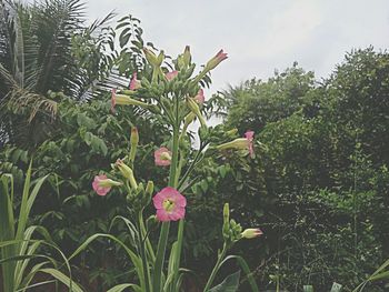 Close-up of flowers blooming on plant against sky