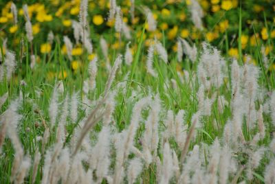 Close-up of plants growing on field