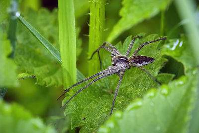 Close-up of insect on leaf
