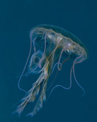 Unknown jellyfish species
