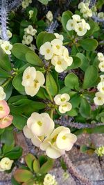 Close-up of white flowering plant