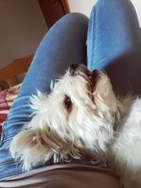 Close-up of dog resting on sofa at home