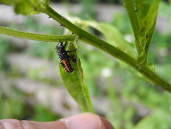 Close-up of insect on hand