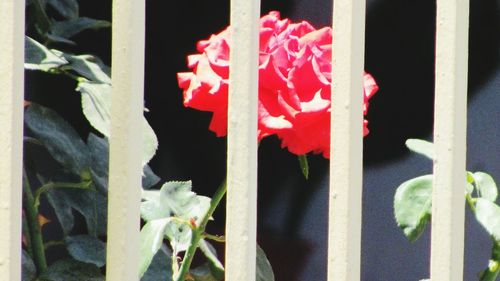 Close-up of plant against window