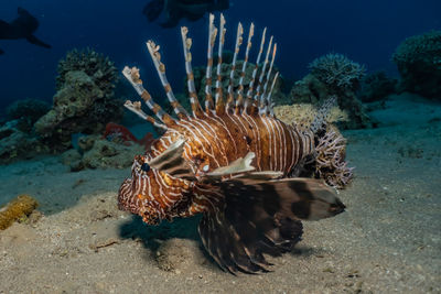 Lion fish in the red sea colorful fish, eilat israel